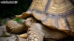 IMAGINILE ZILEI: Garda de coastă a SUA a găsit o broască ţestoasă prinsă într-o plasă cu 800 Kg de cocaină 