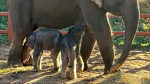 Miracol la o grădină zoologică din SUA. Un elefant naşte gemeni