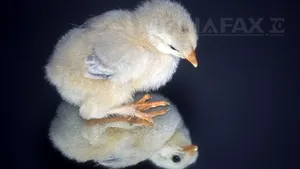 STUDIU îngrijorător: O rasă de pui a evoluat de 15 ori mai repede decât este normal în ultimii 50 de ani - FOTO