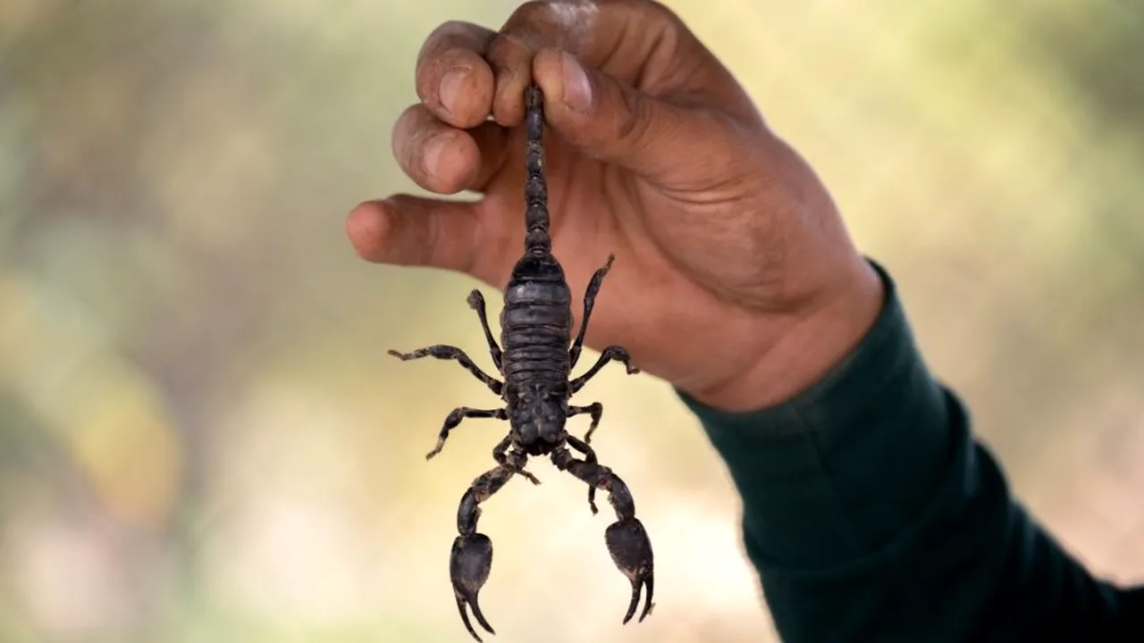 Scorpion rar care pulverizează venin, descoperit în Columbia