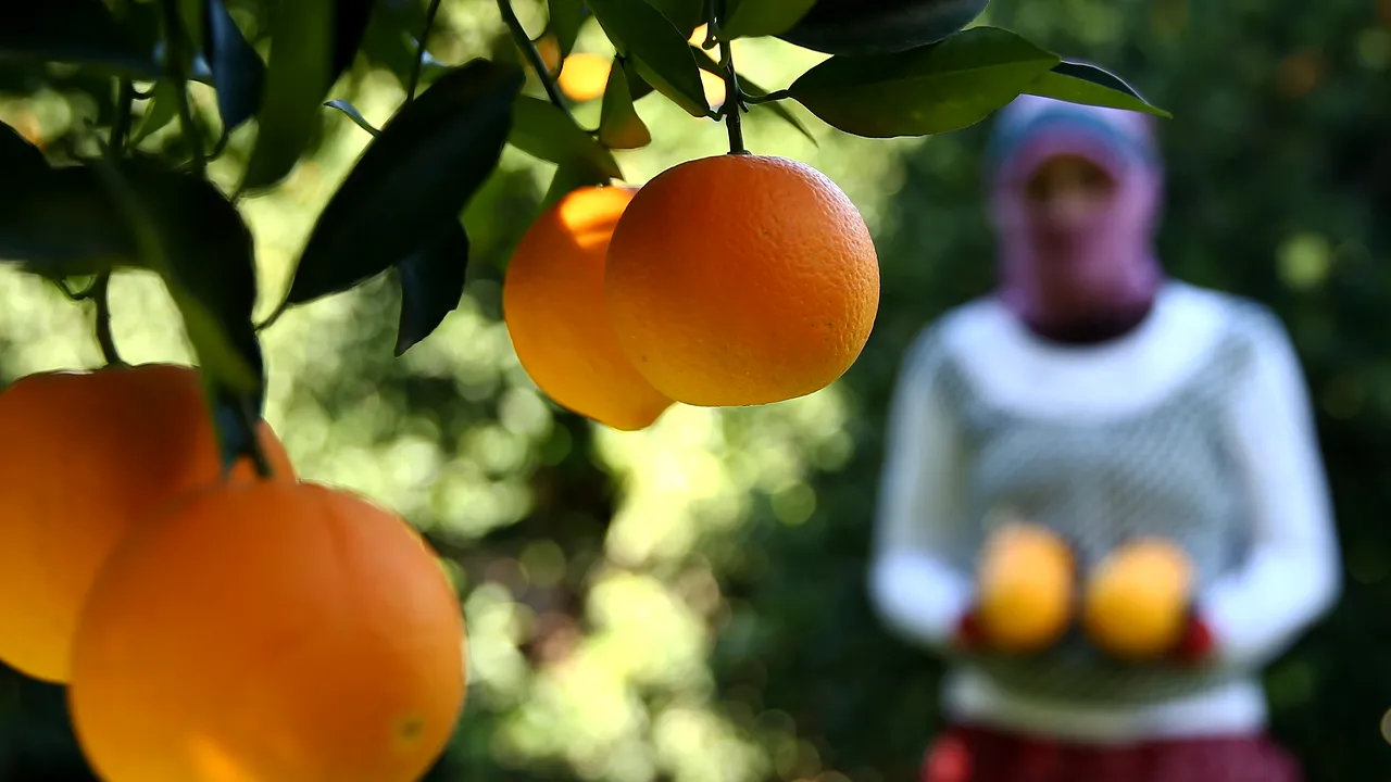 Preţul sucului de portocale creşte la un nivel record. Producătorii analizează utilizarea unor fructe alternative