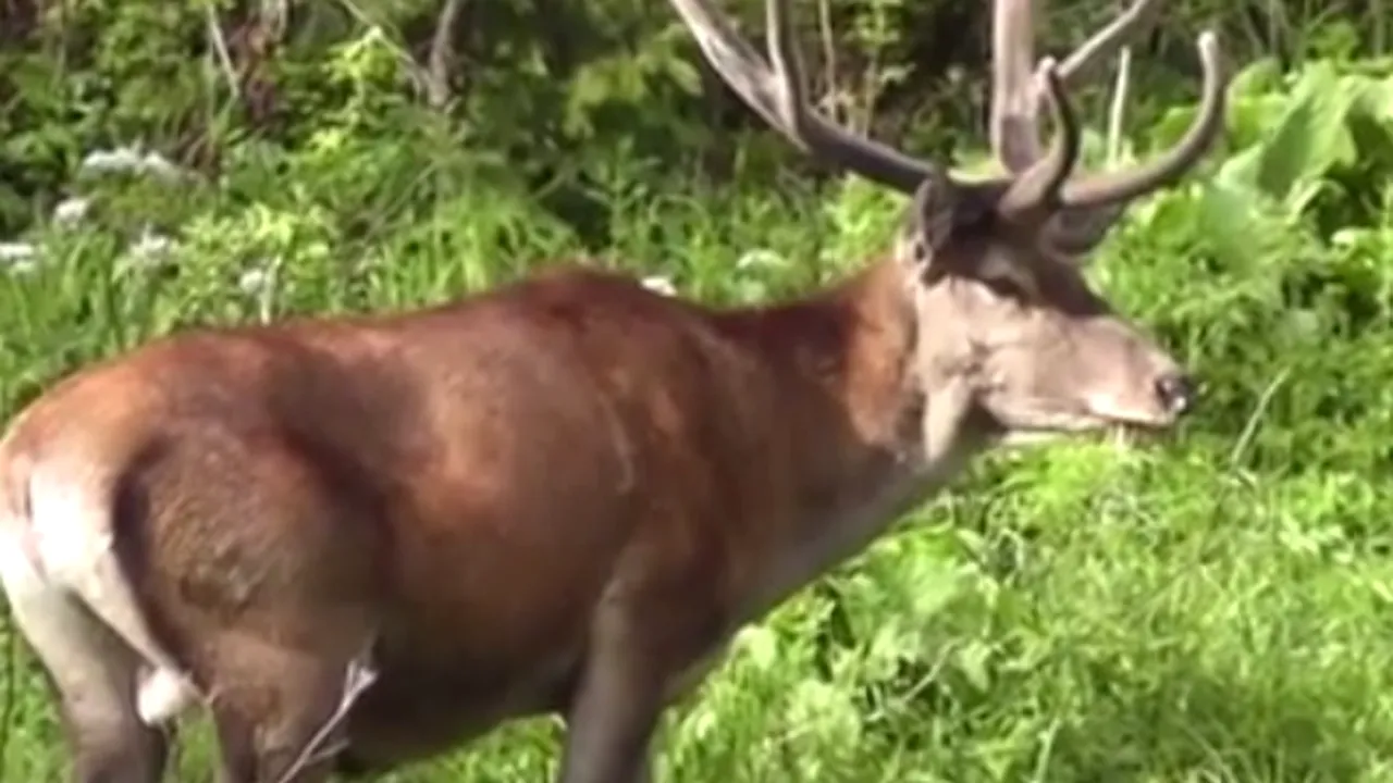 VIDEO: Imagini spectaculoase cu cerbi hrănindu-se în munţii Retezat. Frumuseţile României