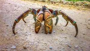 VIDEO. Scena macabră care i-a şocat pe cercetători: un crab gigantic a vânat şi a devorat o pasăre