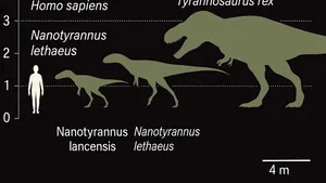 O descoperire care rescrie istoria dinozaurilor: Nanotyrannus, specie distinctă de Tyrannosaurus Rex