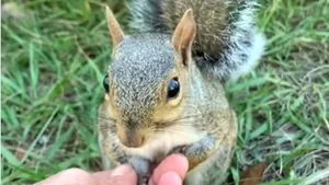 O veveriţă se împrieteneşte cu o femeie. Momentul emoţionant, postat pe Instagram. VIDEO