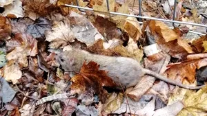 VIDEO | Şobolan filmat într-un liceu de elită din oraşul Galaţi. Elevii spun că nu e prima dată când se întâmplă aşa ceva