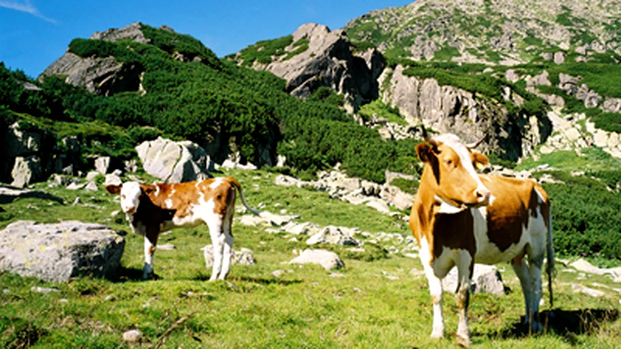 Aproape 30 de bovine sinucigaşe s-au aruncat de pe o stâncă, în Elveţia