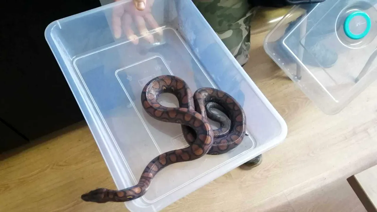 FOTO | Un bărbat care a furat mai multe reptile de la Vivariul Universităţii „Babeş-Bolyai” a fost reţinut