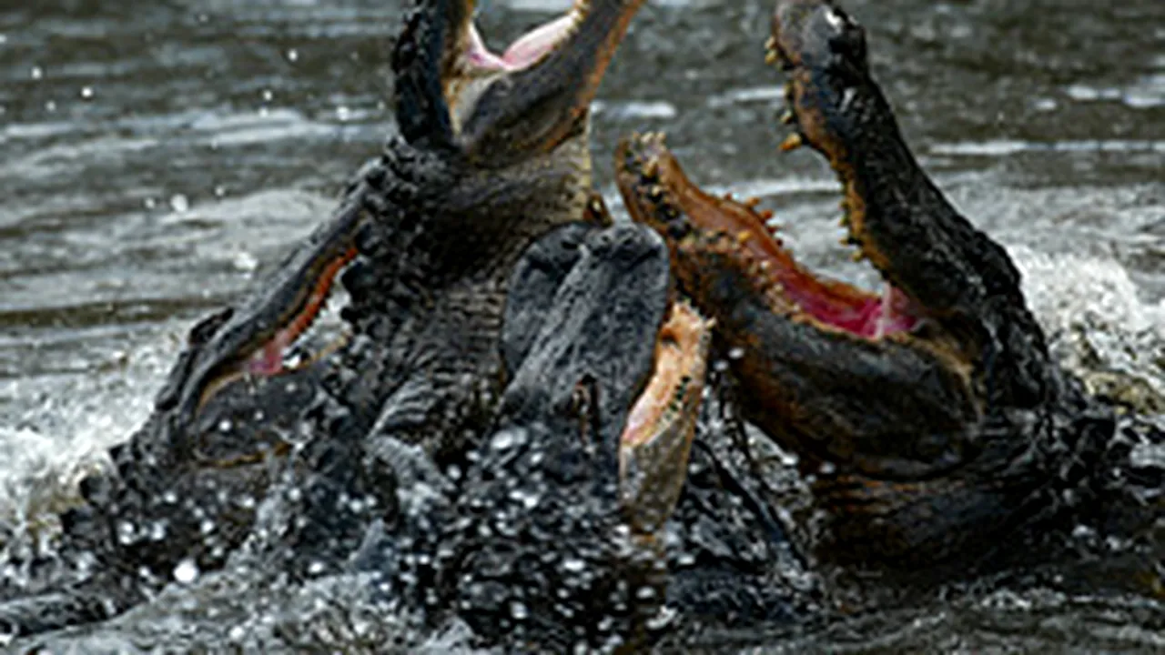 Sute de crocodili au fugit dintr-o fermă din Vietnam, în urma inundaţiilor
