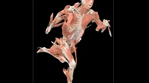 Călătorie controversată prin anatomia umană: Corpuri reale, într-o expoziţie la Muzeul Antipa, între 22 martie - 30 iunie. Care sunt preţurile biletelor - FOTO