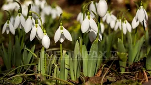 Cum va fi VREMEA în această primăvară. Prognoza meteo şi HARTA meteorologilor până în luna mai