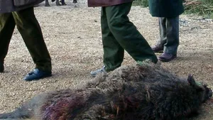 Cadavrul unui bărbat, descoperit lângă un porc mistreţ ce avea un cuţit înfipt în gât