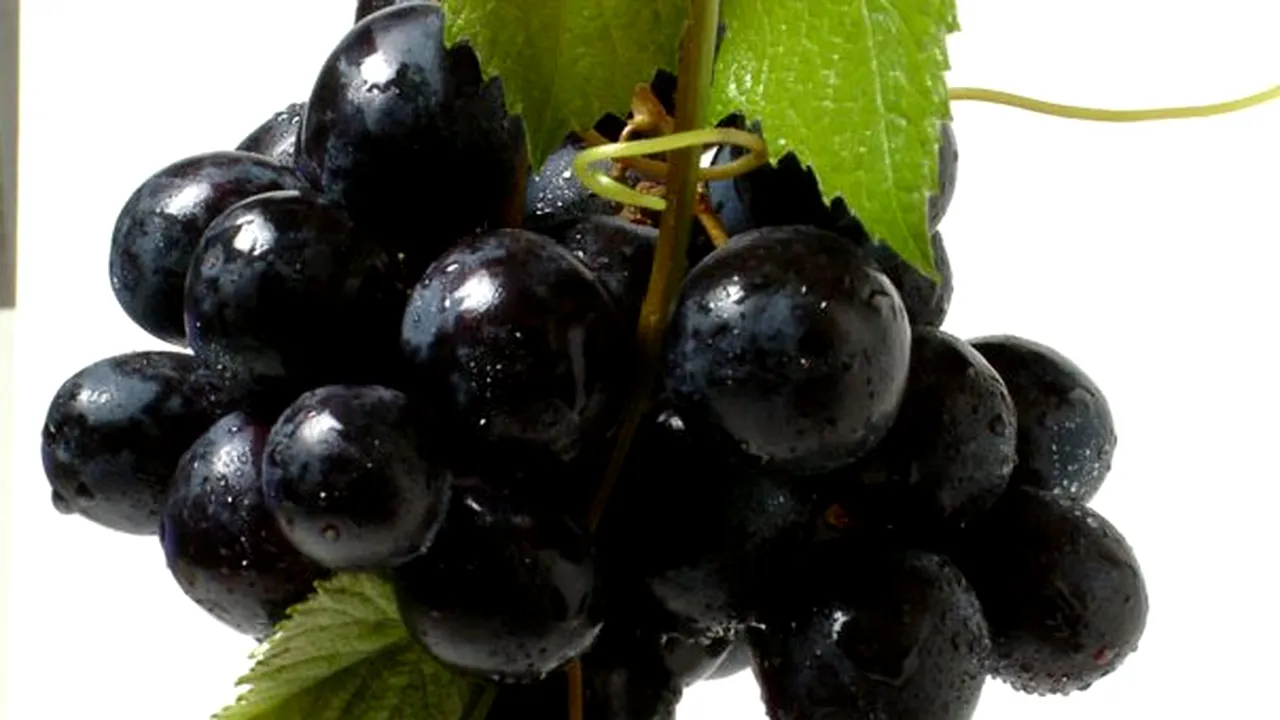 Cea mai veche presă de vin, descoperită în Armenia