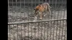 Copii mușcați de animale la un parc zoo din Suceava