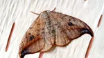 Vrei să scapi de molii? O simplă schimbare a becurilor te poate scăpa de aceste insecte