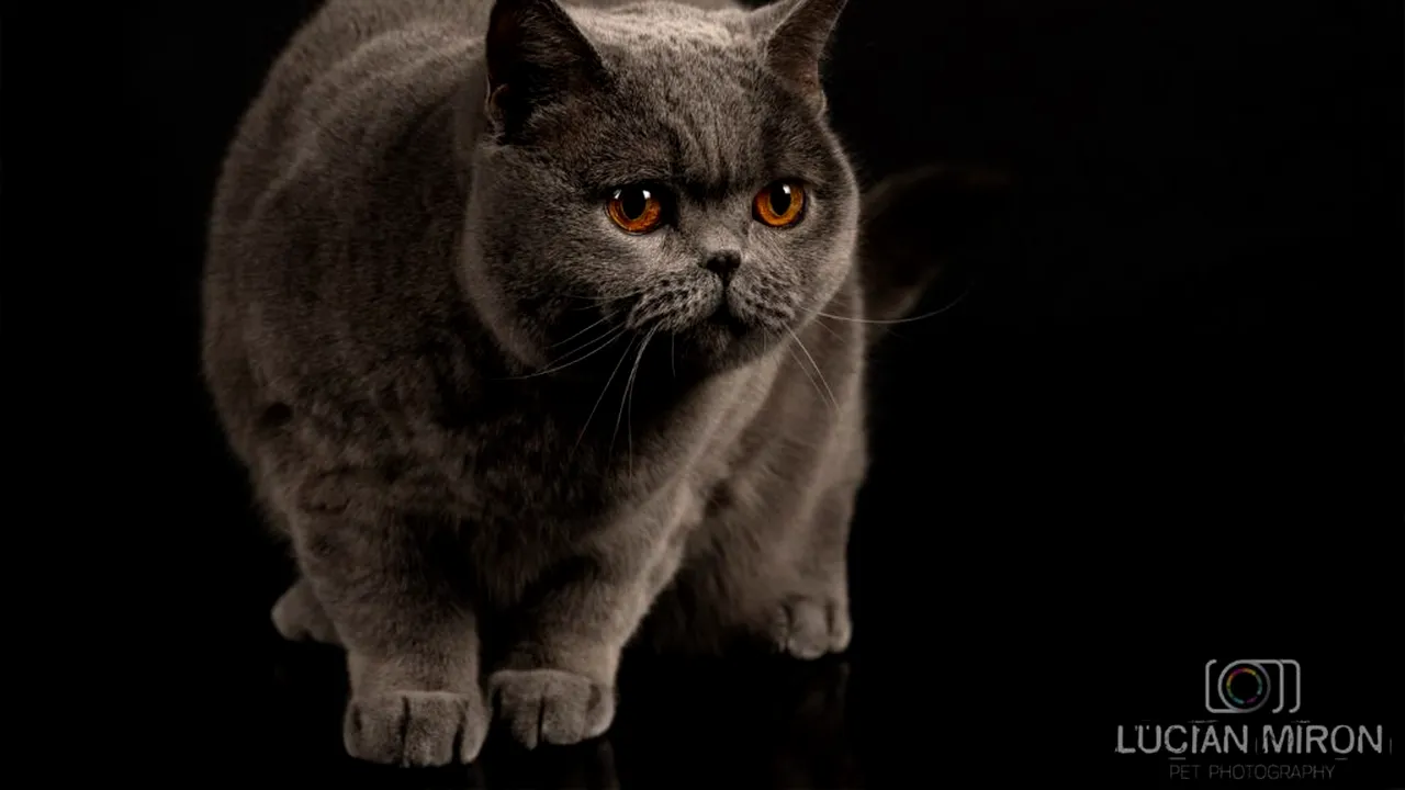 Pisicuța din România Kira Kiralina, „ursoaica de Bucovina”, continuă să cucerească lumea, cu un nou titlu de campioană obținut în Scandinavia