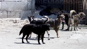 PROTEST al părinţilor faţă de problema câinilor maidanezi, vineri, în Piaţa Romană 