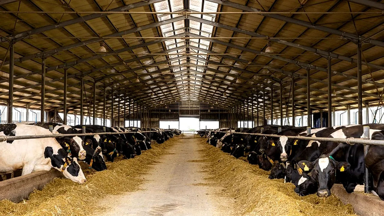 DN AGRAR obţine o cifră de afaceri de 116 milioane de lei
