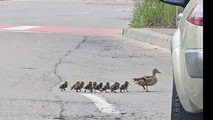 Imagini virale cu un cârd de rațe ajutat de un turist să treacă strada în Constanța