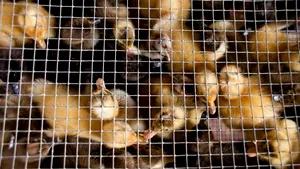 Angajaţii unei ferme de pui din Bihor, intoxicaţi cu substanţe necunoscute. Opt persoane au avut nevoie de medici 