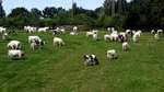 APIA: Sprijin financiar de 2,8 milioane lei acordat pentru crescătorii de animale