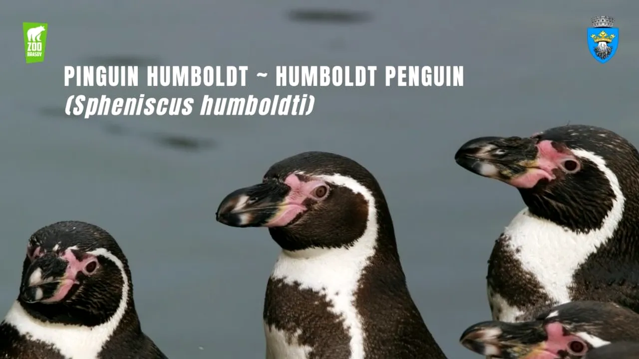 Singurul loc unde pot fi văzuți pinguini în România, de Ziua Mondială a Pinguinului