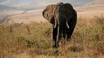 O femeie susține că a vorbit telepatic cu un elefant care a ucis patru oameni. Animalul i-a „povestit” despre o traumă veche de 25 de ani