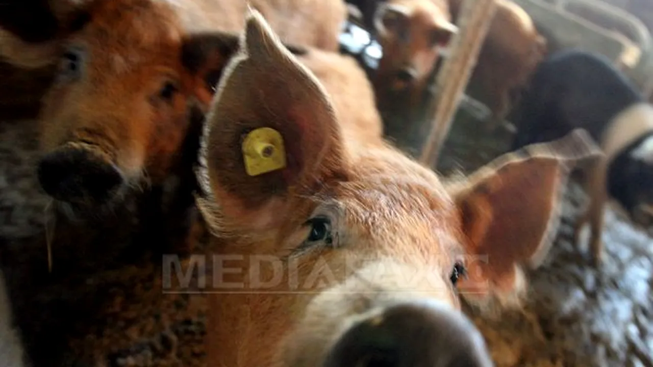 Furaje contaminate, de provenienţă românească şi sârbă, au fost descoperite în Olanda
