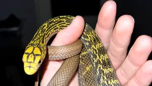 Descoperire șocantă într-un apartament din Bihor: Crescătorie ilegală de vipere veninoase, caiman și tarantule. FOTO