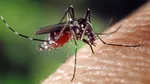 Tot mai multe cazuri de West Nile în Europa. România se numără printre țările afectate