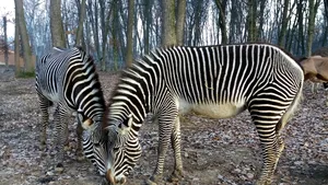 O zebră, un zimbru şi 5 lemuri, noile atracţii de la Grădina Zoologică Târgu Mureş 
