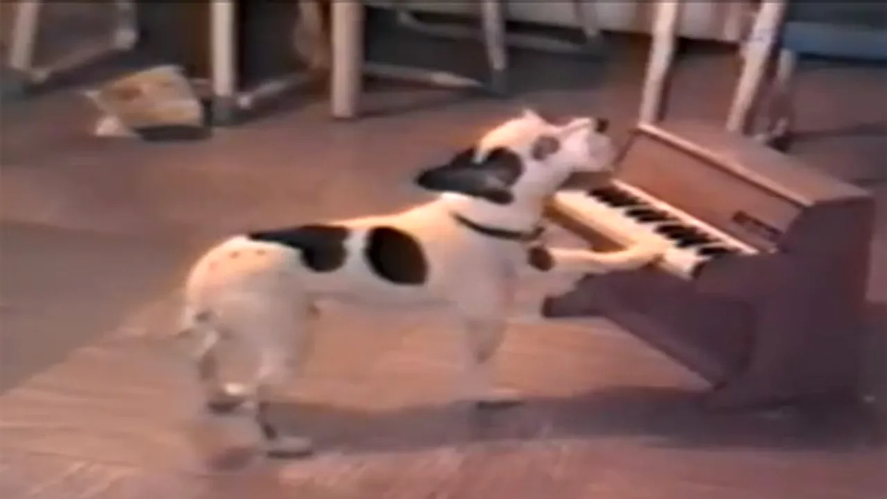 MOMENT AMUZANT: Cum cântă un câine la pian - VIDEO
