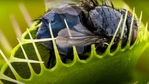 Material inteligent, inspirat din comportamentul plantelor carnivore