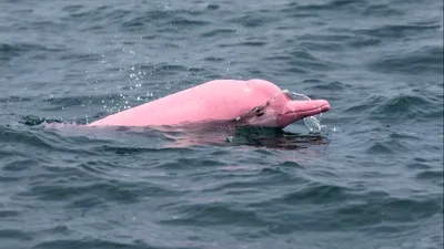 INEDIT Un delfin roz, filmat în largul coastelor Omanului, a devenit viral. Specialiștii explică de ce are această culoare neobișnuită