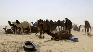 Criza diplomatică din Qatar |  Sute de cămile abandonate au murit de foame şi sete, după ce au fost alungate din Arabia Saudită