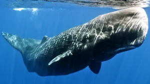 O specie străveche de balenă, redenumită după o creatură legendară din romanul 