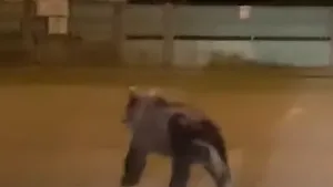 Imagini inedite! Pui de urs surprins de un şofer pe străzile din Câmpia Turzii, Cluj| VIDEO