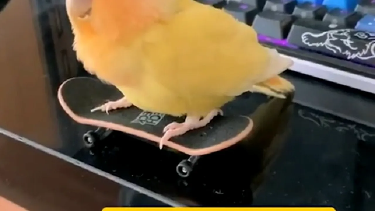 Un papagal îţi arată cum să practici skateboardingul VIDEO
