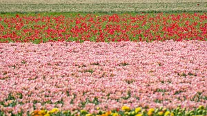 RECORD: 17 milioane de turişti, pe câmpurile de flori olandeze/ 