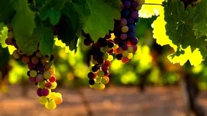 5 crame de vin pe care să le descoperi în Spania în august și septembrie: destinația din La Mancha pentru iubitorii de vin