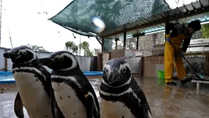 Zeci de pinguini acoperiţi de petrol, eşuaţi pe coastele Uruguayului - FOTO