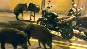 Barcelona, invadată de mistreţi. Animalele caută hrană şi nu se tem de om, devenind periculoase