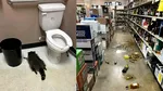 Incident inedit în SUA: un raton a vandalizat un magazin cu băuturi alcoolice, apoi a adormit beat în baie