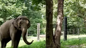O instanţă din New York a decis că elefantul Happy nu este persoană şi rămâne la Zoo
