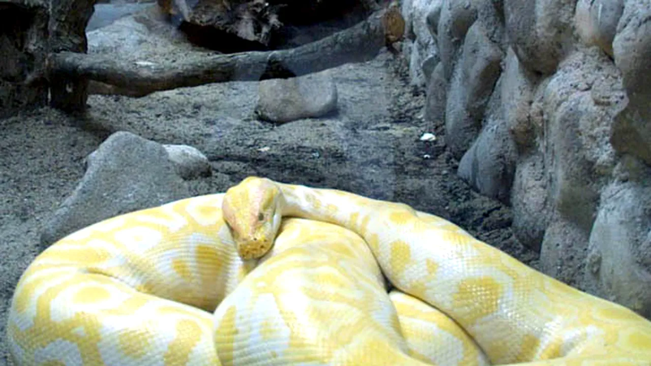 Un francez a înfiinţat o fermă de şerpi exotici în locuinţa sa din suburbiile Parisului
