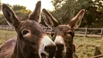 „Medicină animală”: un spital de psihiatrie folosește măgari în scop terapeutic