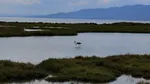 Parcul Natural Delta Ebrului, paradisul cu flamingo și culturi de orez, între fluviu, mare și tradiție