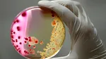 O nouă bacterie, descoperită la bordul stației spațiale chineze Tiangong