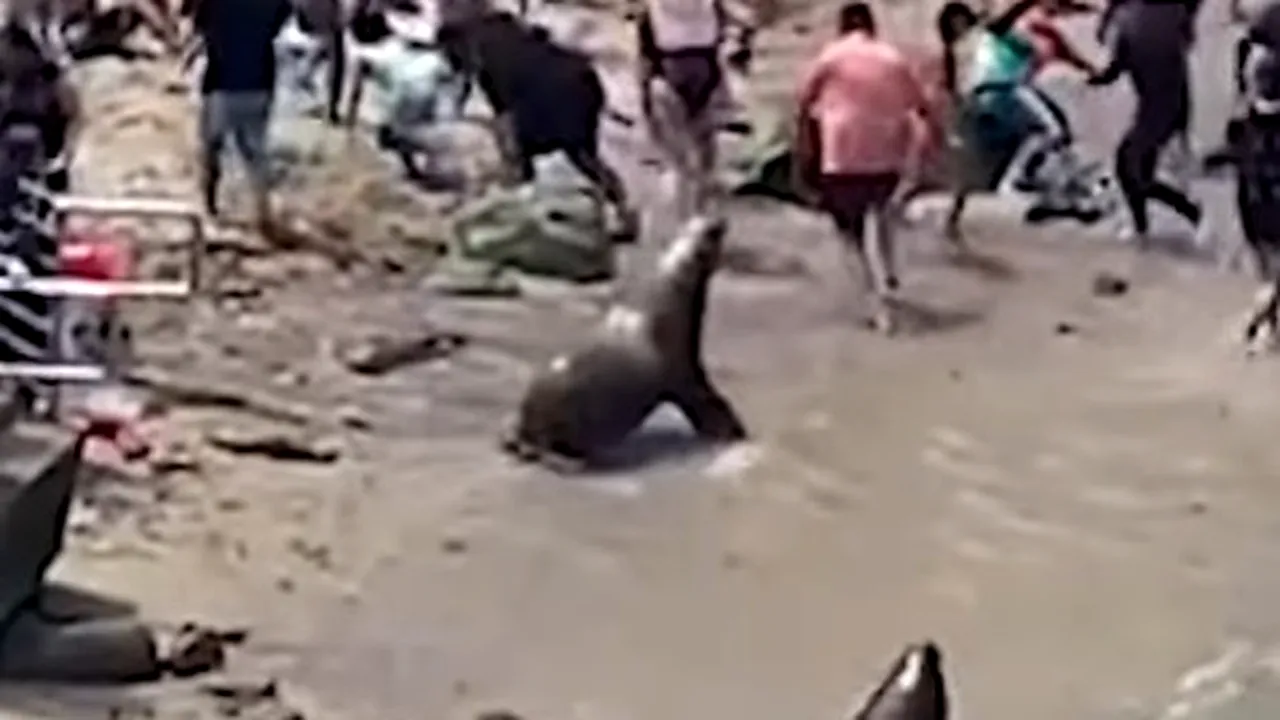 Incident ciudat pe plajă. Turiştii au fost alungaţi de lei de mare VIDEO