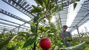 Fermierii pot depune cereri de finanţare pentru investiţii în pomicultură